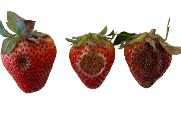 Fruit Spot.